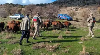 Elazığ'da kaybolan 40 küçükbaş hayvan dronlarla bulundu