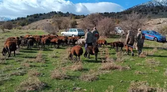 Elazığ'da kayıp 40 küçükbaş hayvan bulundu