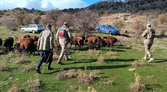 Elazığ'da Kaybolan 40 Koyun Jandarma Tarafından Bulundu