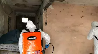 Salıpazarı Belediyesi ve İlçe Tarım Müdürlüğü, kahverengi kokarca ile mücadele çalışması başlattı