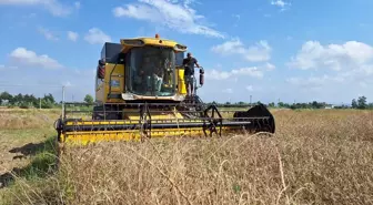 Bafra Ovası'nda çeltik hasadı tamamlandı