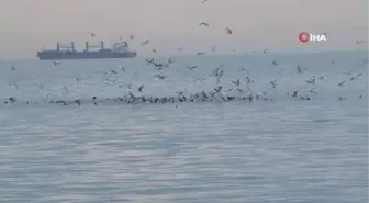 Kafkametler Gemisi'ndeki kayıp 9 mürettebatı arama çalışmaları sürüyor