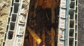 Ayılar Arı Kovanlarına Dadandı, 40 Bin TL Zarar