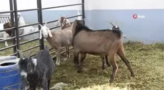Siirt'te et ve süt verimi yüksek keçi ırkları melezlenecek