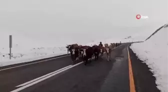 Erzurum'da yaylacıların zorlu yolculuğu