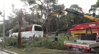 Manavgat'da hortum asırlık çam ağaçlarını yerle bir etti