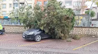 Ağaç Otomobilin Üzerine Devrildi