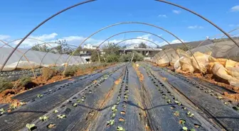 Antalya'da Yağış ve Fırtına Serada Zarara Yol Açtı