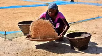 Assam'da Pirinç Hasadı Başladı