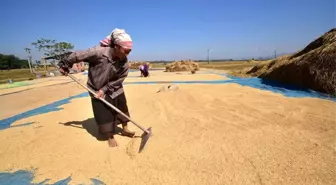 Assam'da Pirinç Hasadı Başladı