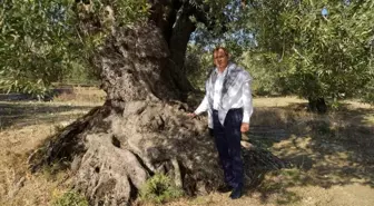 Ayvalık Belediye Başkanı Mesut Ergin, Dünya Zeytin Ağacı Günü'nü kutladı