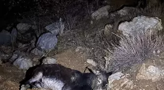 Çankırı'da Kayalıklara Düşen Yaralı Eşek AFAD Tarafından Kurtarıldı