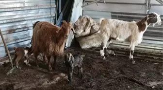 Doğuştan memeleri olmayan keçinin yavrusuna sütanne bulundu