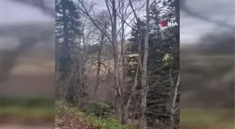 Gümüşhane'de fırtına yüzlerce yıllık ağacı devirdi