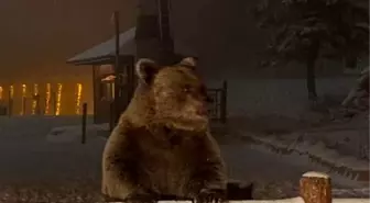 Uludağ'da Ayılar Yiyecek Aramak İçin Yerleşim Yerine İndi