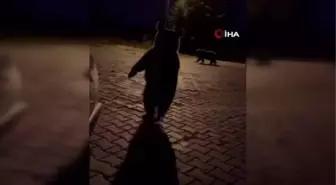 Kış uykusuna yatamayan ayılar, günübirlikçilere saldırdı... O anlar kamerada