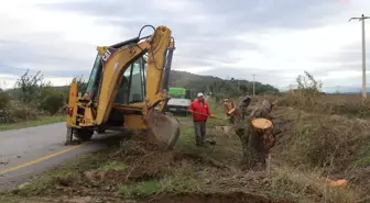 Söke Belediyesi Kuruyan Kavak Ağaçlarını Söküyor