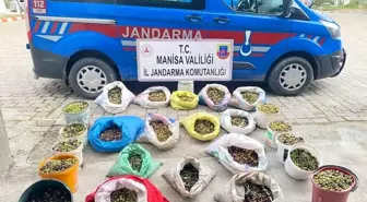 Manisa'da Zeytin Hırsızlarına Göz Açtırmayan Jandarma