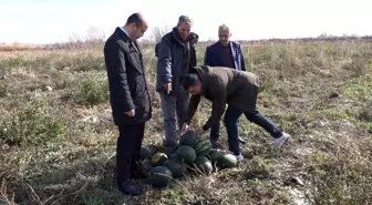 Iğdır'da Örnek Çiftçi Siyah Karpuz Hasadı Yaptı