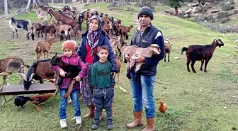 Çine'de Keçicilik Projesi Başladı