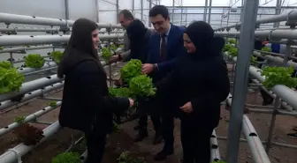 Eskişehir'de topraksız marul hasadı yapıldı