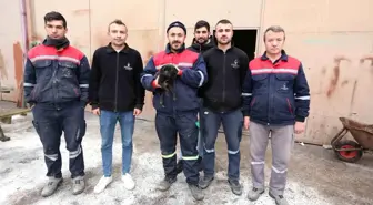 Sokak köpeği sahiplenildi ve belediye çalışanlarının maskotu oldu