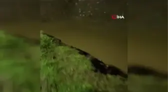 Sürüklenen su samurları Gönen Çayı'na koştu