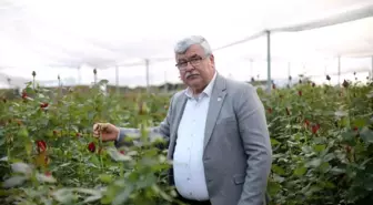 Mersin'de Gül Üretimi Yayılıyor