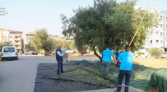 Turgutlu Belediyesi Zeytin Hasadına Devam Ediyor