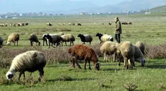 Muş'ta Havaların Isınması Besicileri Sevindiriyor