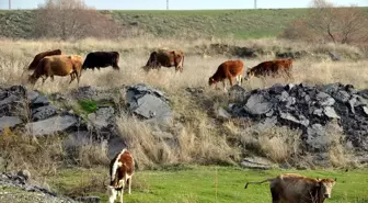 Muş'ta Havaların Isınması Besicileri Sevindiriyor