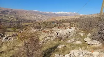 Tunceli'de koruma altındaki yaban keçileri yerleşim yerinde görüntülendi