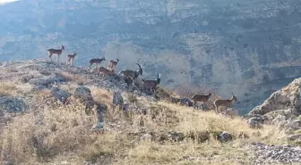 Tunceli'de koruma altındaki yaban keçileri yerleşim yerinde görüntülendi