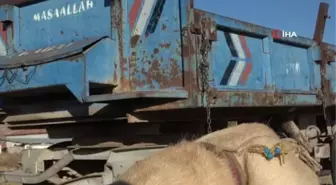 Aksaray Malaklı Köpeği: 3 Bin 500 Yıl Önce Savaş Köpeği Olarak Kullanıldı