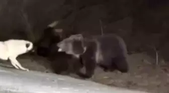 Kastamonu'da Ayıya Köpek Saldırısı