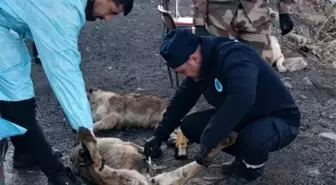 Hakkari'deki Üs Bölgesindeki Can Dostlar Sağlık Taramasından Geçirildi