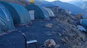 Hakkari'deki Üs Bölgelerindeki Can Dostlar Sağlık Taramasından Geçirildi