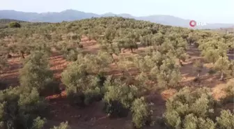 Edremit Körfezi yeşil çizik zeytini Avrupa Birliği'nden tescillendi