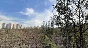 Kuraklığa Dayanıklı Ahlat Ağaçları Kayseri'de Korunuyor