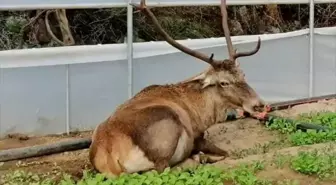 Eskişehir'de roka üretilen seraya giren geyik görüntülendi