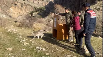 Kars'ta Vaşak Yavrusu Doğaya Bırakıldı