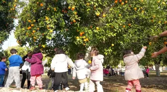 Tarsus Belediyesi Tarım Yaşam Alanında Portakal Hasadı