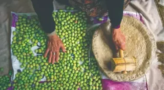 Türkiye'nin geleneksel zeytin yetiştiriciliği UNESCO listesine alındı