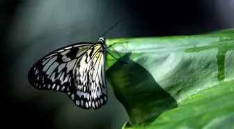Konya Tropikal Kelebek Bahçesi, Şebiarus etkinlikleri için 30 bin kelebek ile ziyaretçilerini bekliyor