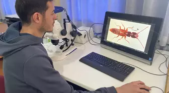 Manisa Celal Bayar Üniversitesi'nden yeni bir böcek türü keşfi