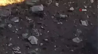 Yüksekova-Van kara yolunda sürü halinde dağ keçisi görüntülendi