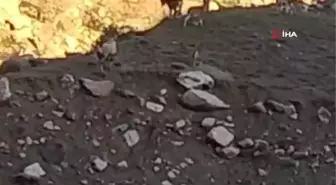 Yüksekova-Van kara yolunda sürü halinde dağ keçisi görüntülendi