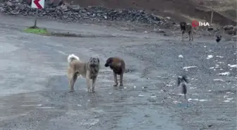 Beytüşşebap'taki sokak köpekleri yalnız bırakılmadı