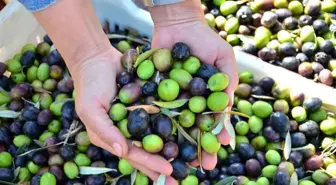 Denizli'de Zeytin Hasadı Gerçekleştirildi