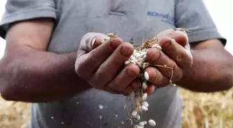 Konyaaltı Belediyesi Çandır Fasulye Şenliği Düzenliyor